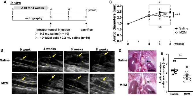 https://cdn.ncbi.nlm.nih.gov/pmc/blobs/08ad/9877022/db81e4f093c6/41598_2023_27412_Fig1_HTML.jpg