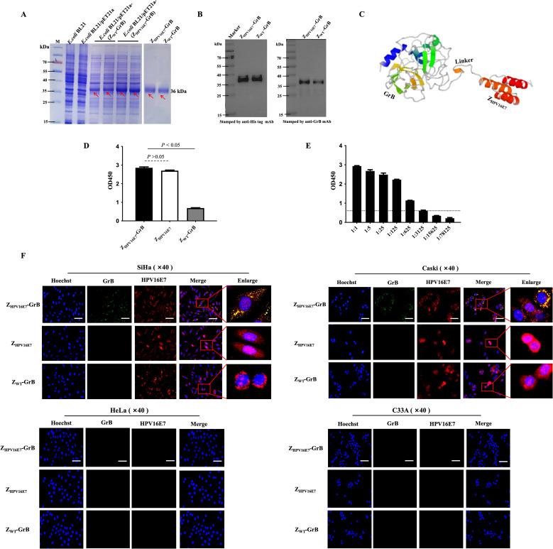 https://cdn.ncbi.nlm.nih.gov/pmc/blobs/08af/12319584/3456c82655bd/fimmu-16-1616715-g002.jpg