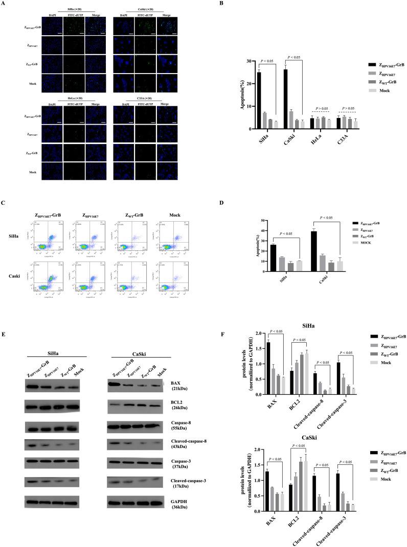 https://cdn.ncbi.nlm.nih.gov/pmc/blobs/08af/12319584/50a802bbeec3/fimmu-16-1616715-g005.jpg