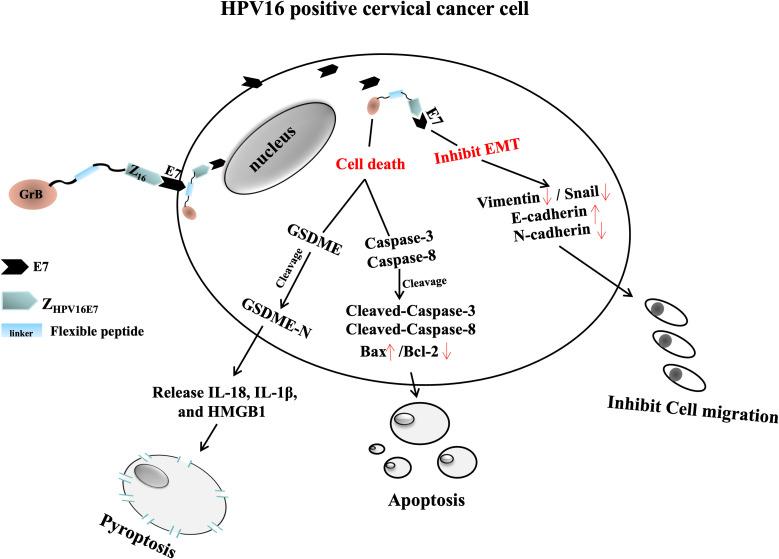 https://cdn.ncbi.nlm.nih.gov/pmc/blobs/08af/12319584/90d8c5753da9/fimmu-16-1616715-g009.jpg