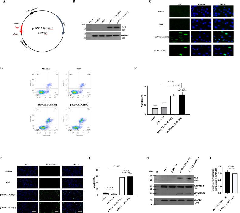 https://cdn.ncbi.nlm.nih.gov/pmc/blobs/08af/12319584/da08ea2cd6fd/fimmu-16-1616715-g001.jpg