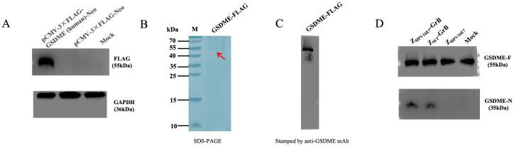 https://cdn.ncbi.nlm.nih.gov/pmc/blobs/08af/12319584/e5542ac2d3ed/fimmu-16-1616715-g008.jpg