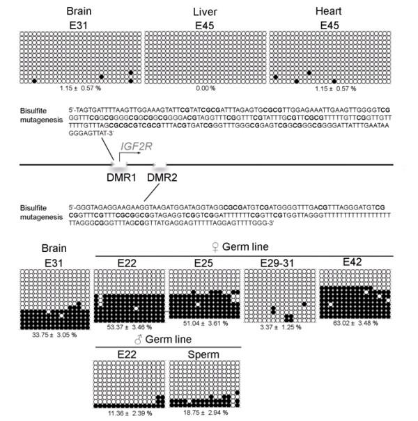 https://cdn.ncbi.nlm.nih.gov/pmc/blobs/08b0/3051914/f90c3f0774b4/1471-213X-11-11-3.jpg