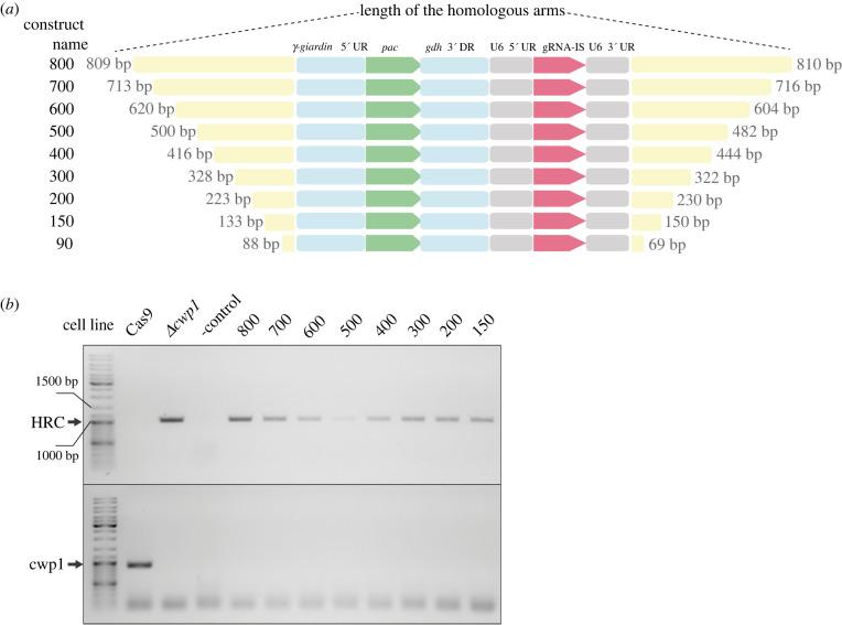 https://cdn.ncbi.nlm.nih.gov/pmc/blobs/08b4/9042576/b34c0f4c7161/rsob210361f08.jpg