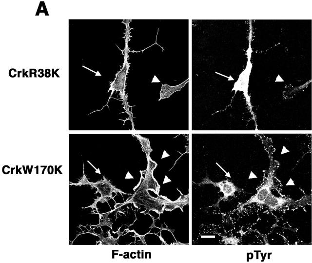 https://cdn.ncbi.nlm.nih.gov/pmc/blobs/08b5/2173402/88fffd4fbfac/0112107f5a.jpg