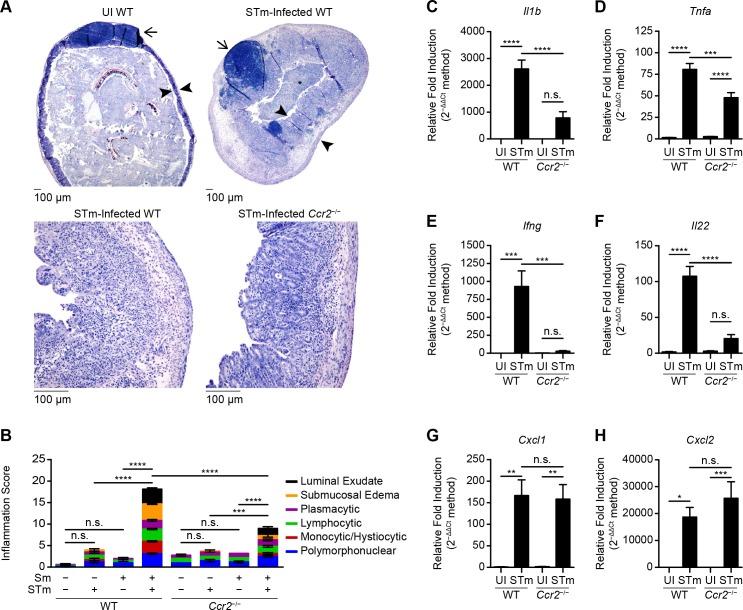 https://cdn.ncbi.nlm.nih.gov/pmc/blobs/08b6/6658010/3787ad96224b/ppat.1007847.g003.jpg