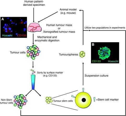 https://cdn.ncbi.nlm.nih.gov/pmc/blobs/08bc/2833246/9283adadd9a0/6605551f1.jpg