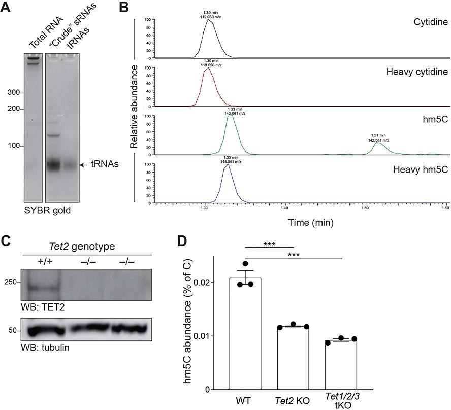https://cdn.ncbi.nlm.nih.gov/pmc/blobs/08bc/7855721/0e41b0dd0f4a/nihms-1633124-f0009.jpg