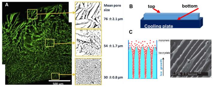 https://cdn.ncbi.nlm.nih.gov/pmc/blobs/08c1/8293244/7a07011177da/gels-07-00079-g002.jpg