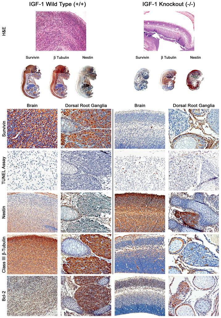 https://cdn.ncbi.nlm.nih.gov/pmc/blobs/08cc/2822053/39da578e9ba9/nihms144145f1.jpg