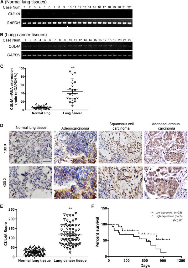 https://cdn.ncbi.nlm.nih.gov/pmc/blobs/08cd/4246448/d1f48c6da8c9/12943_2014_1449_Fig1_HTML.jpg