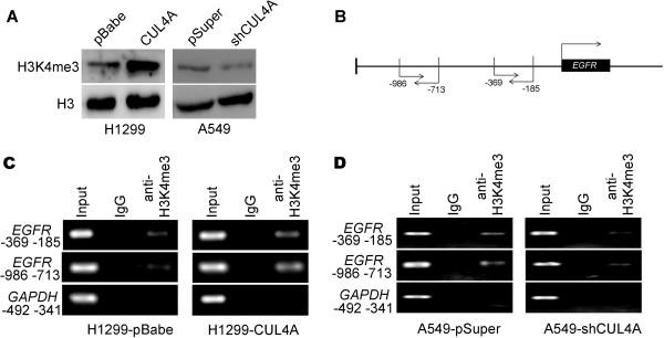 https://cdn.ncbi.nlm.nih.gov/pmc/blobs/08cd/4246448/d869a14516ac/12943_2014_1449_Fig4_HTML.jpg
