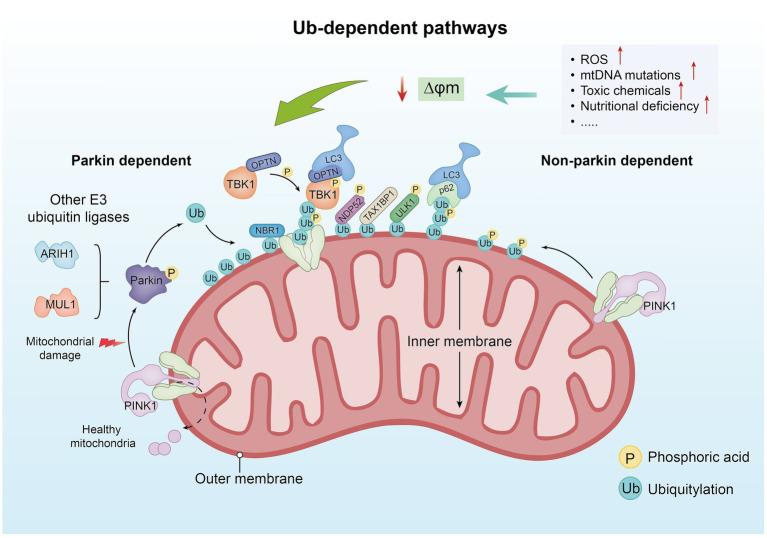 https://cdn.ncbi.nlm.nih.gov/pmc/blobs/08cf/11627220/007230da4cd4/fmed-11-1491009-g001.jpg
