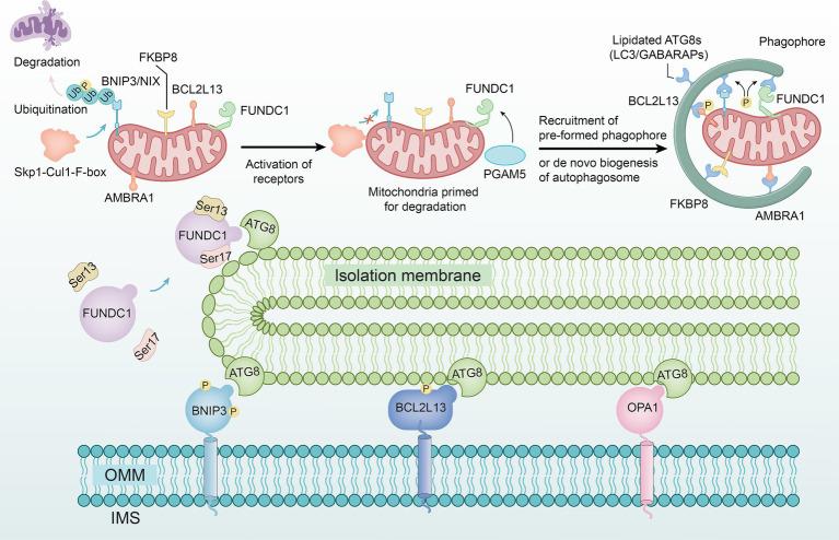 https://cdn.ncbi.nlm.nih.gov/pmc/blobs/08cf/11627220/2e79e9937435/fmed-11-1491009-g002.jpg