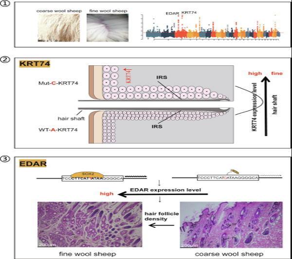 https://cdn.ncbi.nlm.nih.gov/pmc/blobs/08d5/10918353/9d10d5a4539d/ga1.jpg
