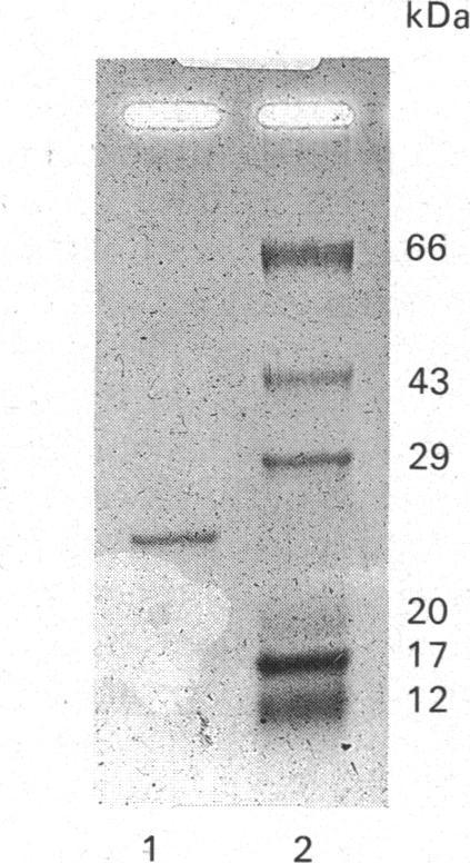 https://cdn.ncbi.nlm.nih.gov/pmc/blobs/08d6/1133363/ee62acb987ac/biochemj00199-0244-a.jpg