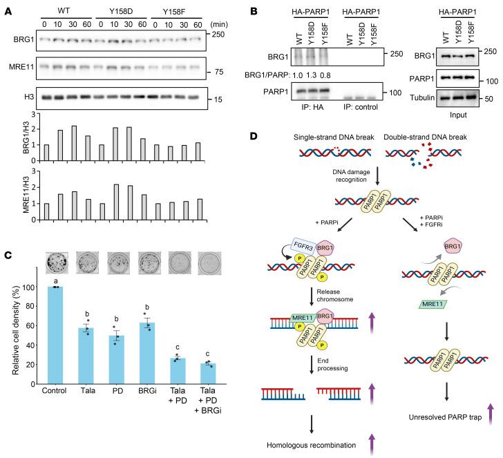 https://cdn.ncbi.nlm.nih.gov/pmc/blobs/08d7/12259256/8cb1eb85ff5b/jci-135-173757-g128.jpg