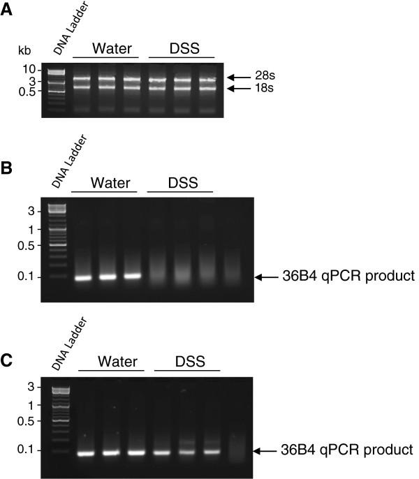 https://cdn.ncbi.nlm.nih.gov/pmc/blobs/08d7/3847706/cc7e2ade3c32/1756-0500-6-360-1.jpg