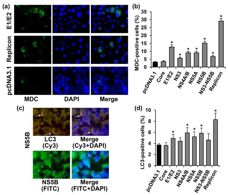 https://cdn.ncbi.nlm.nih.gov/pmc/blobs/08d9/5713315/0759225527fe/ijms-18-02346-g004.jpg