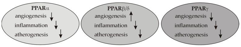 https://cdn.ncbi.nlm.nih.gov/pmc/blobs/08d9/9916802/55c631a03ec4/ijms-24-02345-g001.jpg