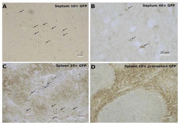 https://cdn.ncbi.nlm.nih.gov/pmc/blobs/08df/3931468/867348ea36a1/nihms553813f1.jpg