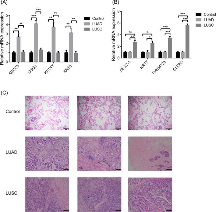 https://cdn.ncbi.nlm.nih.gov/pmc/blobs/08e0/7891510/57e4b5861688/JCLA-35-e23588-g001.jpg