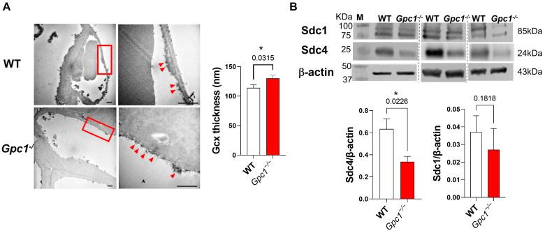 https://cdn.ncbi.nlm.nih.gov/pmc/blobs/08e1/10573009/788f7db71ec5/ijms-24-14568-g001.jpg