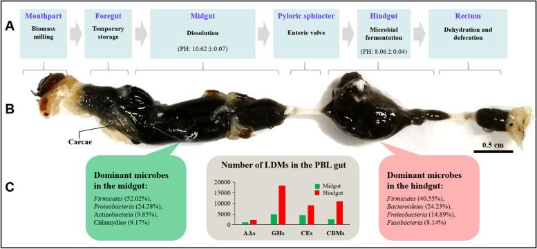 https://cdn.ncbi.nlm.nih.gov/pmc/blobs/08e2/9195238/ceaaa636763f/40168_2022_1291_Fig5_HTML.jpg