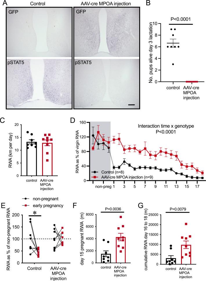 https://cdn.ncbi.nlm.nih.gov/pmc/blobs/08e3/8480982/7cf22cfb8282/elife-62260-fig6.jpg