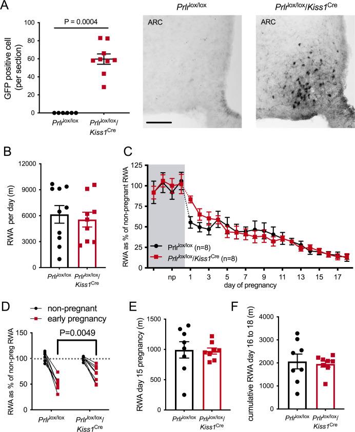 https://cdn.ncbi.nlm.nih.gov/pmc/blobs/08e3/8480982/94ed122441a1/elife-62260-fig5.jpg