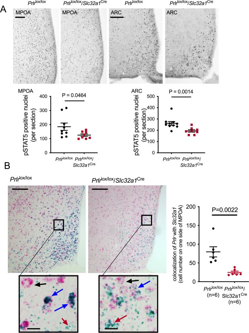 https://cdn.ncbi.nlm.nih.gov/pmc/blobs/08e3/8480982/ee9d5e4a0470/elife-62260-fig4-figsupp2.jpg