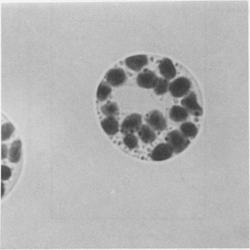 https://cdn.ncbi.nlm.nih.gov/pmc/blobs/08e5/1092170/7287b6f76107/plntphys00871-0092-a.jpg