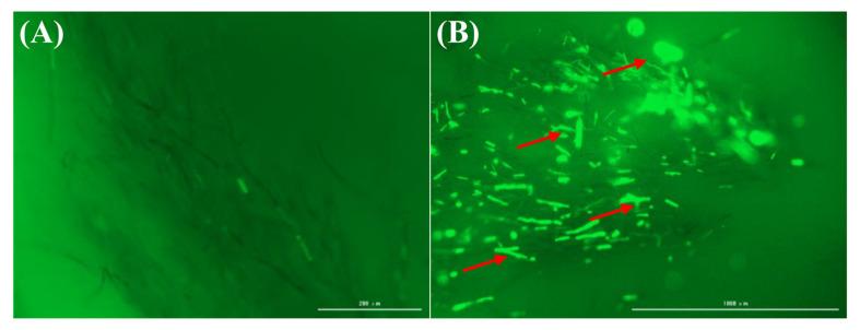 https://cdn.ncbi.nlm.nih.gov/pmc/blobs/08e9/11723270/78062b2f2788/plants-14-00120-g003.jpg