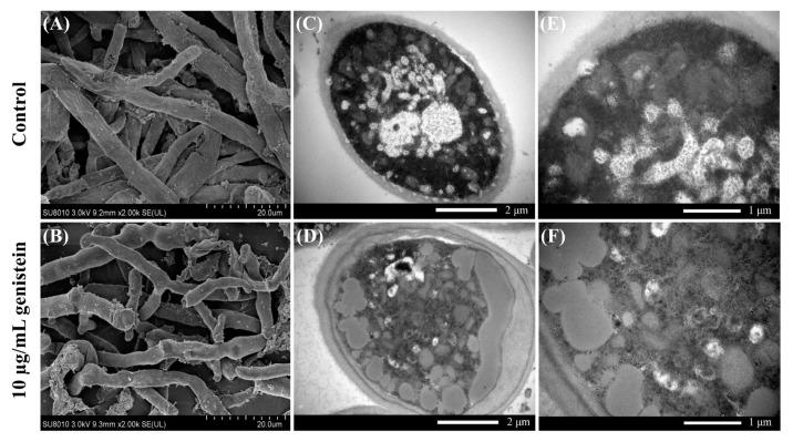 https://cdn.ncbi.nlm.nih.gov/pmc/blobs/08e9/11723270/f42c155c5f90/plants-14-00120-g002.jpg