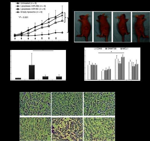 https://cdn.ncbi.nlm.nih.gov/pmc/blobs/08ea/3650246/167d4c9a2fa6/mtna201314f6.jpg
