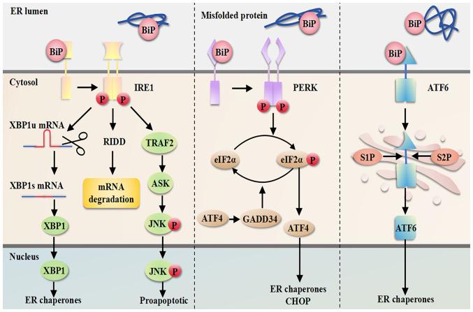https://cdn.ncbi.nlm.nih.gov/pmc/blobs/08ed/12045474/0b3948f99169/ijmm-55-06-05538-g01.jpg