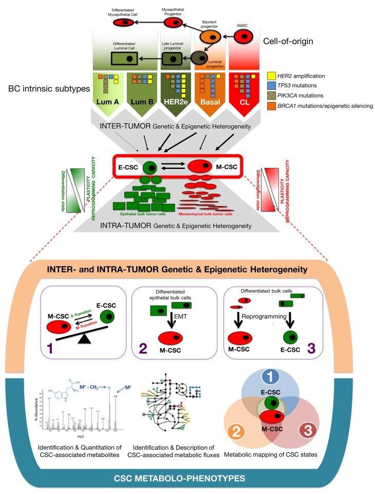 https://cdn.ncbi.nlm.nih.gov/pmc/blobs/08ed/5725087/64be49f73923/oncotarget-08-99223-g002.jpg