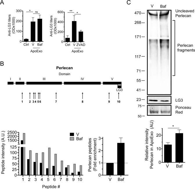 https://cdn.ncbi.nlm.nih.gov/pmc/blobs/08f0/8837616/4be4fa2c7465/41419_2022_4591_Fig7_HTML.jpg