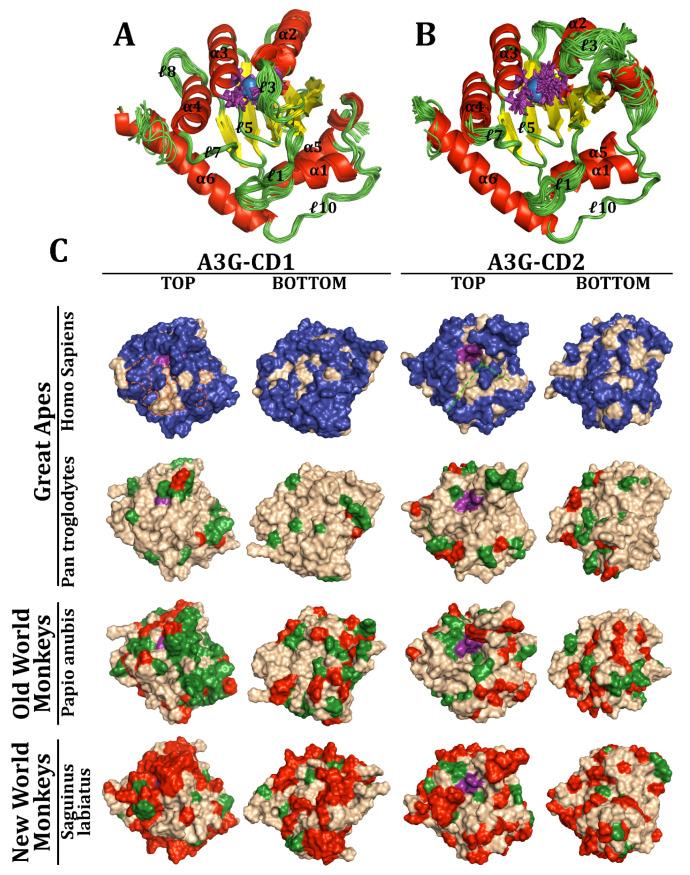 https://cdn.ncbi.nlm.nih.gov/pmc/blobs/08f1/11946711/2a127133b462/viruses-17-00393-g007.jpg