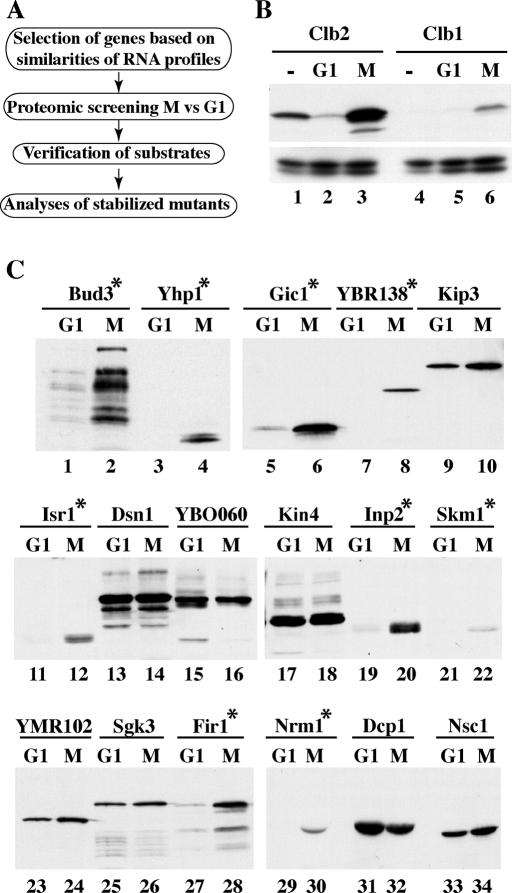 https://cdn.ncbi.nlm.nih.gov/pmc/blobs/08f2/3128521/4a817a68a365/2175fig1.jpg