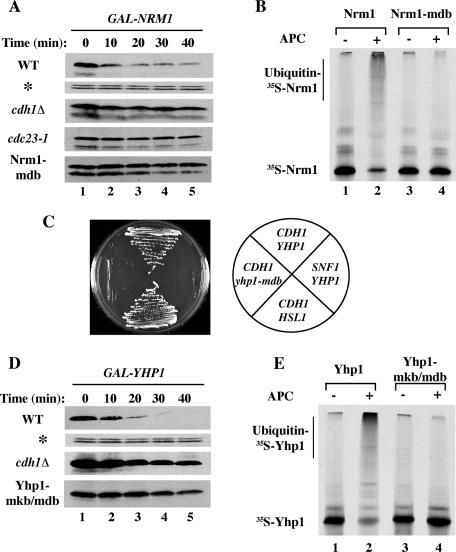 https://cdn.ncbi.nlm.nih.gov/pmc/blobs/08f2/3128521/5486ea44b7c3/2175fig3.jpg