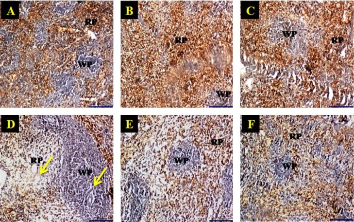 https://cdn.ncbi.nlm.nih.gov/pmc/blobs/08f2/5615165/a30f7c91cdbd/gr6.jpg
