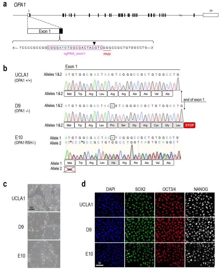 https://cdn.ncbi.nlm.nih.gov/pmc/blobs/08f4/11764107/070f40be9b03/cells-14-00137-g001.jpg