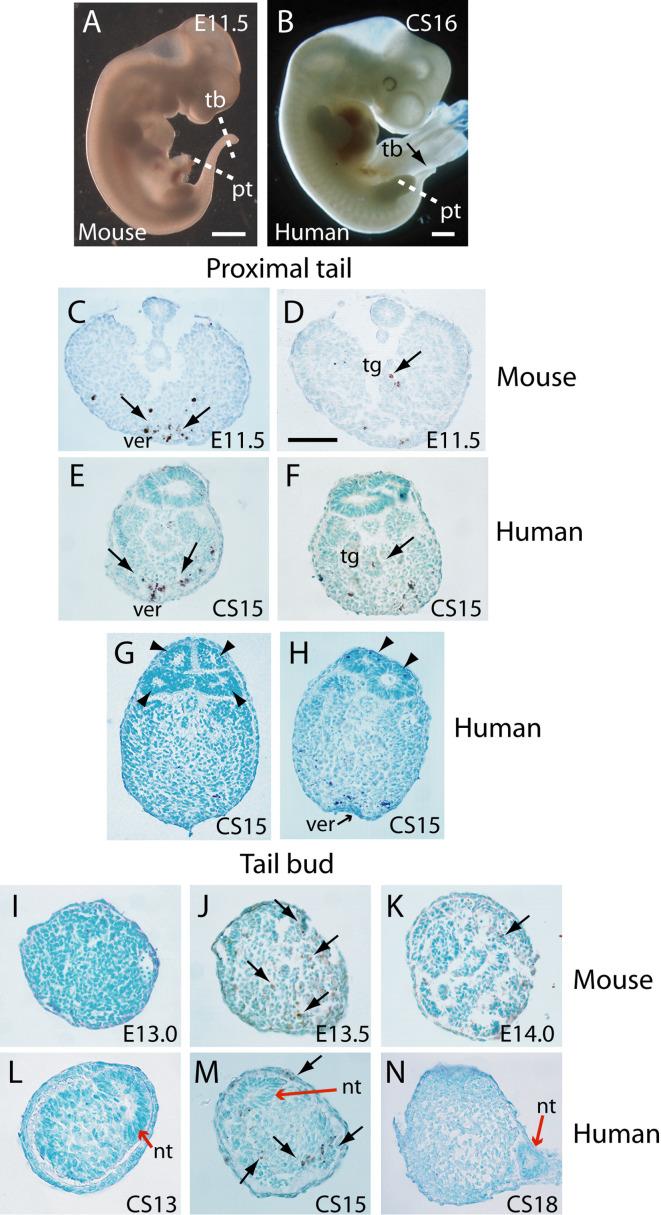https://cdn.ncbi.nlm.nih.gov/pmc/blobs/08f5/11620743/f809c00da5b1/elife-88584-fig3.jpg