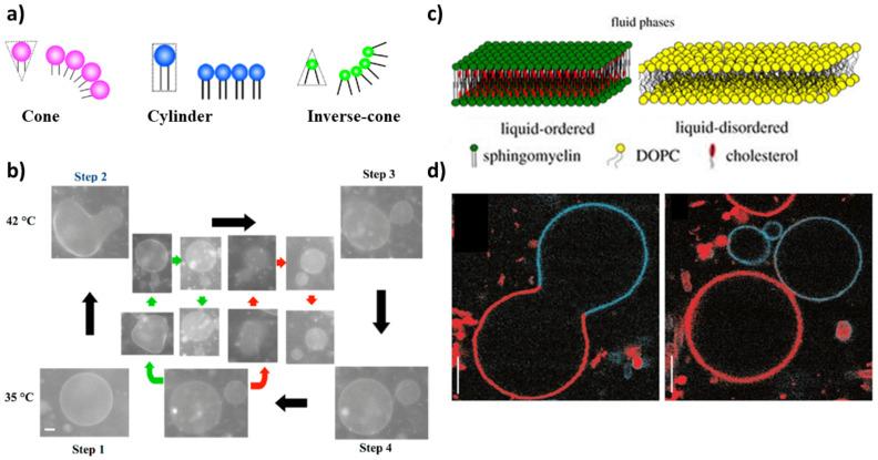 https://cdn.ncbi.nlm.nih.gov/pmc/blobs/08f5/9224789/55fc7186186a/life-12-00841-g001.jpg