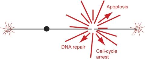 https://cdn.ncbi.nlm.nih.gov/pmc/blobs/08f6/2726689/702ee95c4376/emboj2009176f2.jpg