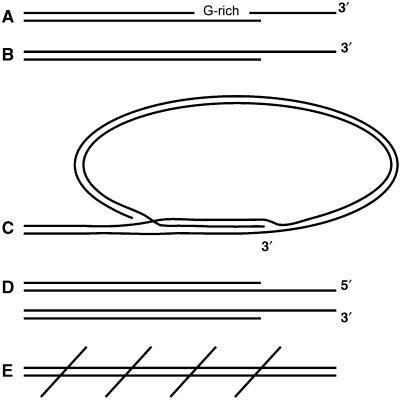 https://cdn.ncbi.nlm.nih.gov/pmc/blobs/08f6/2726689/c82c4f786a19/emboj2009176f3.jpg