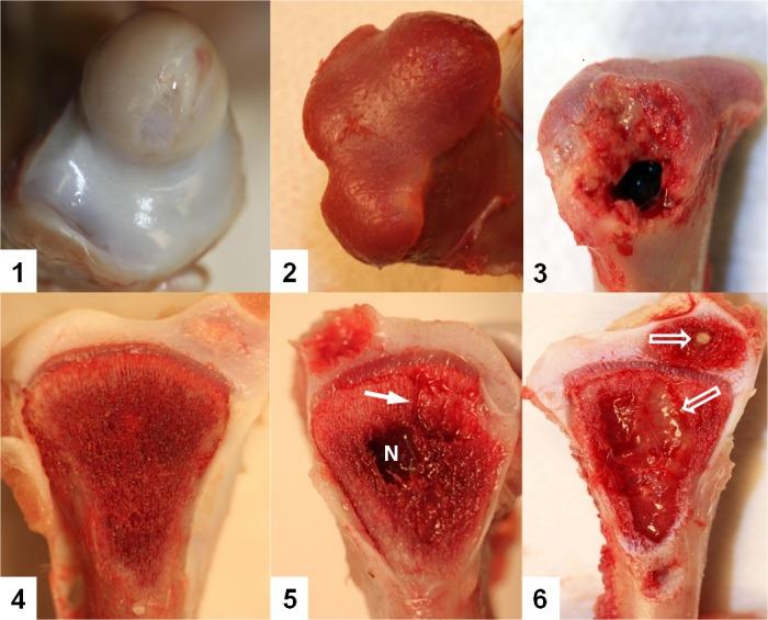 https://cdn.ncbi.nlm.nih.gov/pmc/blobs/08f7/4400152/71a691c8918b/pone.0124403.g001.jpg