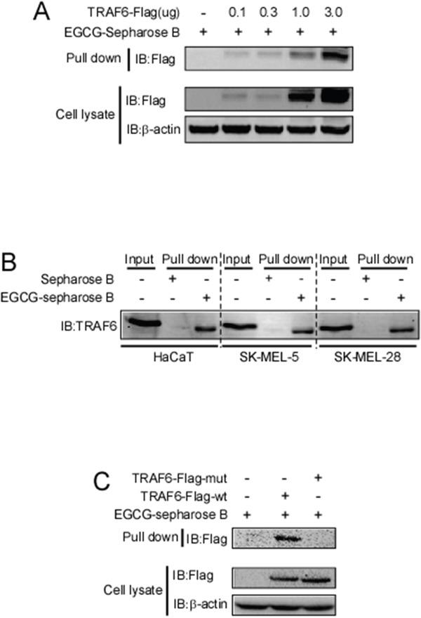 https://cdn.ncbi.nlm.nih.gov/pmc/blobs/08f7/5346735/cbc8d0e53319/oncotarget-07-79557-g002.jpg