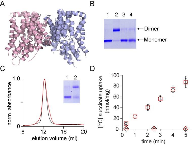 https://cdn.ncbi.nlm.nih.gov/pmc/blobs/08f9/6025958/3900f78709cd/elife-36478-fig6.jpg